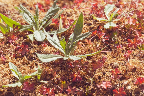 Rode Groene Wilde Planten Grond Noteer Ondiepe Velddiepte — Stockfoto