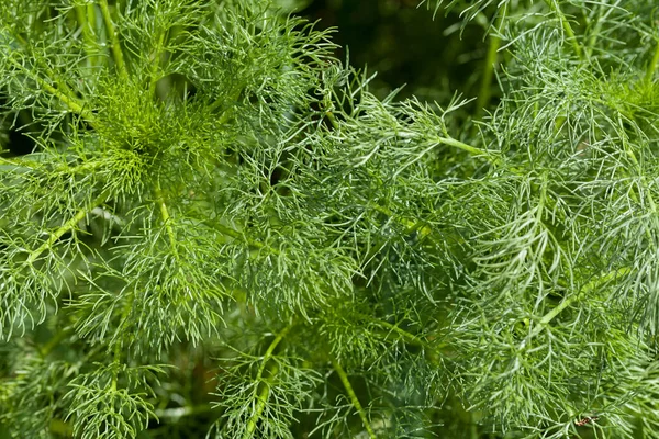 Yerdeki uzun yeşil bitkiler, sığ alan derinliğine dikkat edin.