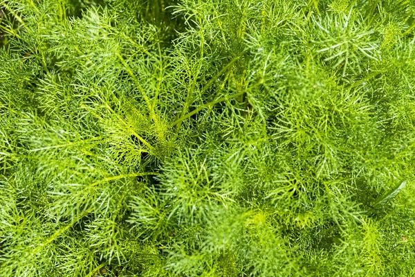 Yerdeki uzun yeşil bitkiler, sığ alan derinliğine dikkat edin.