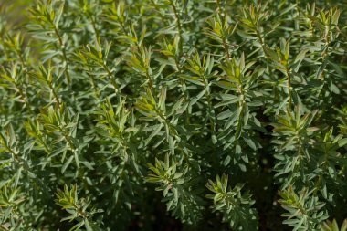 Sahadaki yüksek yeşil bitkiler, derin alan derinliğine dikkat edin.