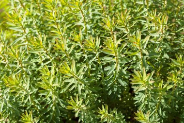 Sahadaki yüksek yeşil bitkiler, derin alan derinliğine dikkat edin.