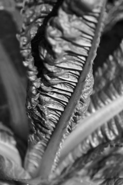 Doğada, Not alan sığ derinliği yeşil yaprakları odaklanmak