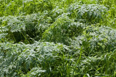 Bir çeşit vahşi yeşil eğreltiotu, sığ alan derinliğine dikkat edin.