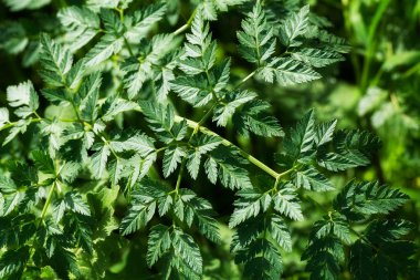 Bir çeşit vahşi yeşil eğreltiotu, sığ alan derinliğine dikkat edin.