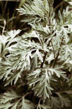 Doğada, Not alan sığ derinliği yeşil yaprakları odaklanmak