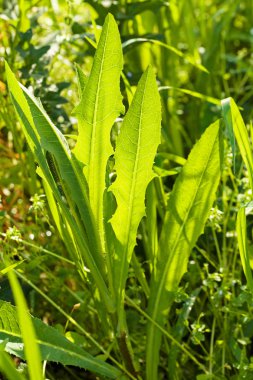 yeşil yabani otlar tarlada, dikkat edin sığ alan derinliği