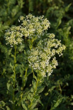 Tarlada küçük beyaz çiçekli yüksek bitkiler, sığ alan derinliğine dikkat edin.