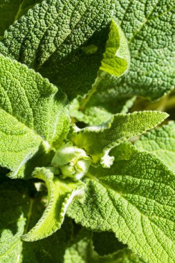 yeşil yabani otlar tarlada, dikkat edin sığ alan derinliği