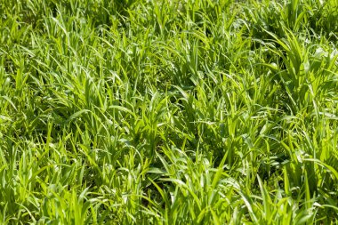 yeşil yabani otlar tarlada, dikkat edin sığ alan derinliği