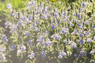 Yeşil arka planda bir sürü güzel mavi çiçekli kökler, sığ alan derinliğine dikkat edin.