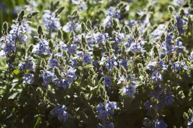 Yeşil arka planda bir sürü güzel mavi çiçekli kökler, sığ alan derinliğine dikkat edin.