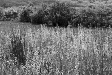 Yüksek yabani otlar ve çiçekler tarlanın sığ derinliğine dikkat edin.