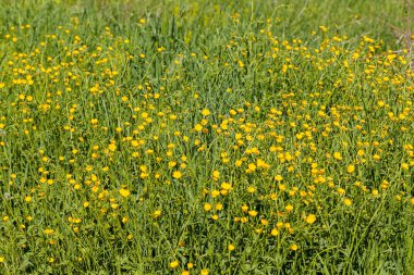 Doğadaki dağ çiçekleri, derin alan derinliğine dikkat edin.