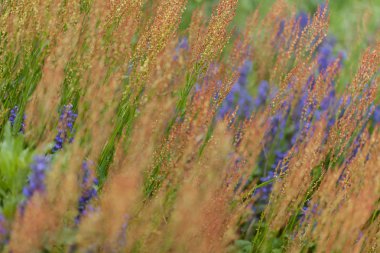 Arka planda mor çiçekli uzun otlar, tarlanın sığ derinliğine dikkat edin.