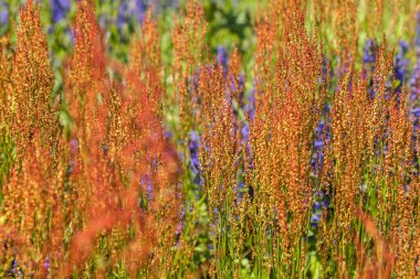Arka planda mor çiçekli uzun otlar, tarlanın sığ derinliğine dikkat edin.