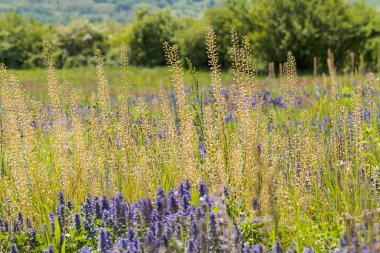 Tarlada yüksek yabani otlar, dikkat edin sığ alan derinliği
