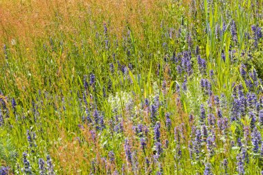 Tarlada yüksek yabani otlar, dikkat edin sığ alan derinliği