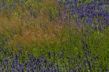 Tarlada yüksek yabani otlar, dikkat edin sığ alan derinliği