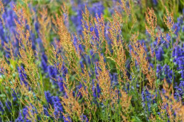 Tarlada farklı renklerde yabani çiçekler, tarlanın sığ derinliğine dikkat edin
