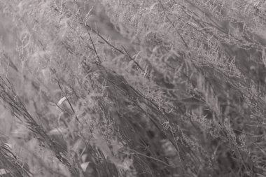 Tarlada yüksek yabani otlar, dikkat edin sığ alan derinliği