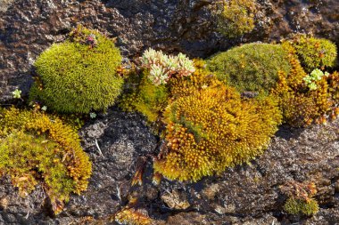 Doğadaki kayanın üzerindeki yosun ve liken, alanın sığ derinliğine dikkat edin.