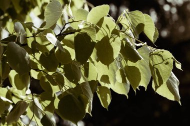 Ihlamur ağacı çiçek, Not alan sığ derinliği