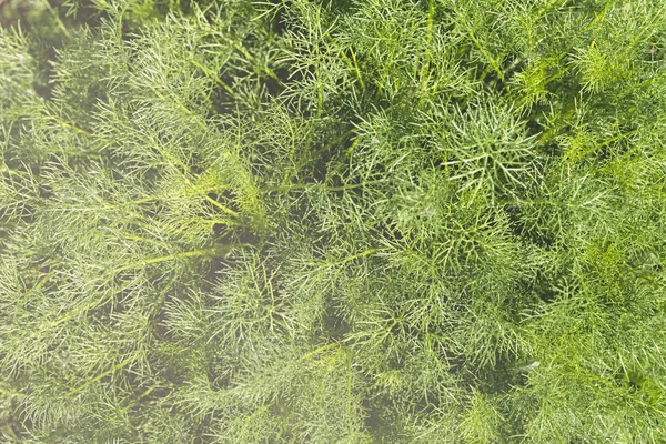 Hohe Grüne Wildpflanzen Auf Dem Boden Beachten Sie Geringe Schärfentiefe — Stockfoto