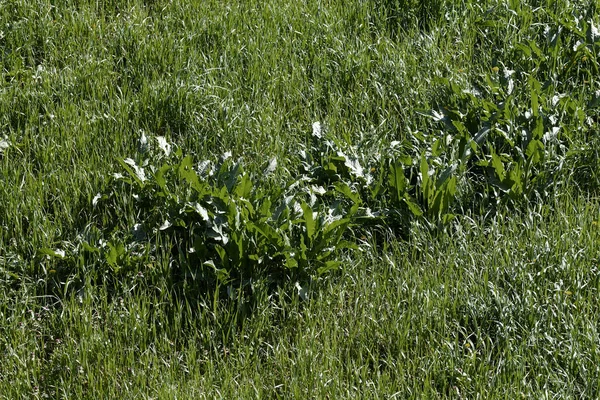 Grönt Vilt Gräs Fältet Notera Grunt Skärpedjup — Stockfoto