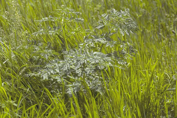 Grama Selvagem Verde Campo Observe Profundidade Rasa Campo — Fotografia de Stock