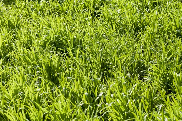 Plantas Silvestres Verdes Altas Suelo Nota Poca Profundidad Campo — Foto de Stock