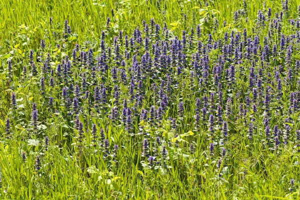 Grama Selvagem Alta Flores Campo Observe Profundidade Rasa Campo — Fotografia de Stock