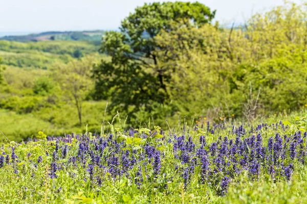 Erba Alta Selvatica Fiori Nel Campo Nota Profondità Campo Poco — Foto Stock