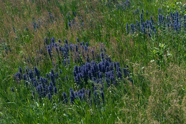 Hög Vilda Gräs Och Blommor Fältet Notera Grunt Skärpedjup — Stockfoto