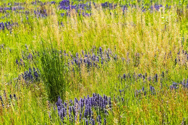 Hohes Wildes Gras Und Blumen Feld Beachten Sie Die Geringe — Stockfoto