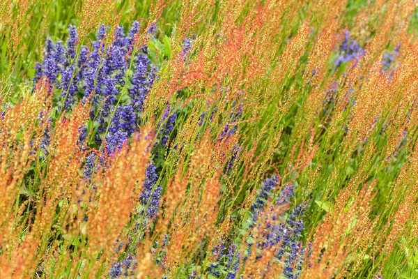 Hög Gräs Med Lila Blommor Bakgrunden Notera Grunt Skärpedjup — Stockfoto
