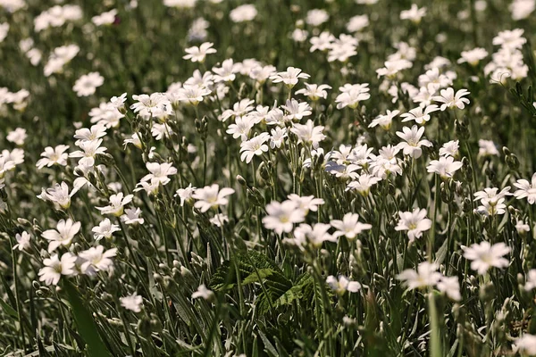 Weiße Kleine Blüten Auf Der Wiese Geringe Schärfentiefe Beachten — Stockfoto