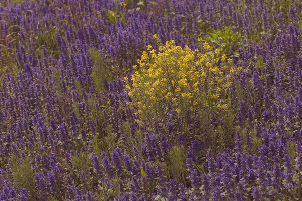 Tarlada Farklı Renklerde Yabani Çiçekler Tarlanın Sığ Derinliğine Dikkat Edin — Stok fotoğraf