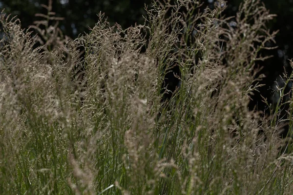 Erba Alta Selvatica Nel Campo Nota Profondità Campo Poco Profonda — Foto Stock