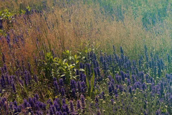 Vilda Blommor Olika Färger Fältet Notera Grunt Skärpedjup — Stockfoto