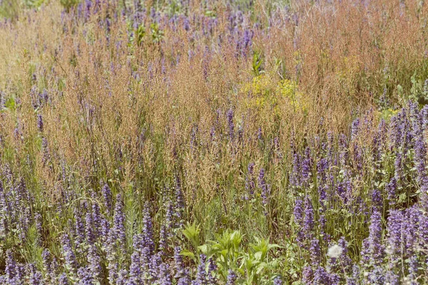 Hohes Wildgras Feld Geringe Schärfentiefe Beachten — Stockfoto