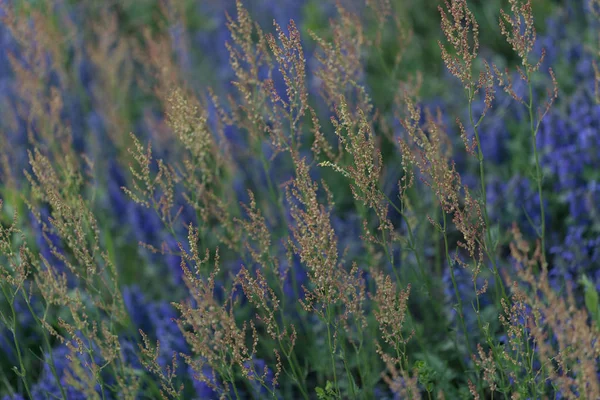 Vilda Blommor Olika Färger Fältet Notera Grunt Skärpedjup — Stockfoto