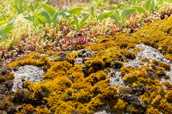 自然界の岩の上のリヒーンと苔フィールドの浅い深さに注意してください — ストック写真