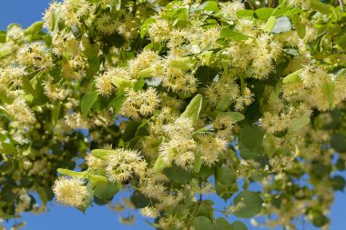 Çiçeklerle dolu ıhlamur ağacı dalları. Arka planda mavi gökyüzü. Sığ alan derinliğine dikkat edin.