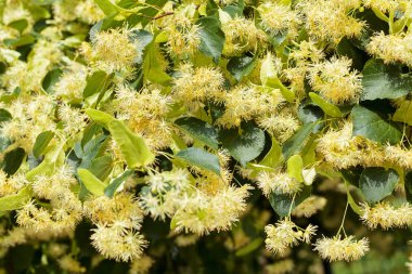 Ihlamur ağacı çiçek, Not alan sığ derinliği