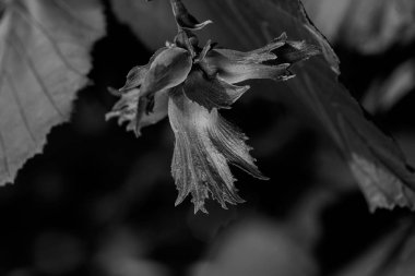 Yeşil yapraklı kırmızı tomurcuklar, sığ alan derinliğine dikkat edin.