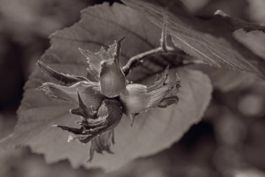 Yeşil yapraklı kırmızı tomurcuklar, sığ alan derinliğine dikkat edin.