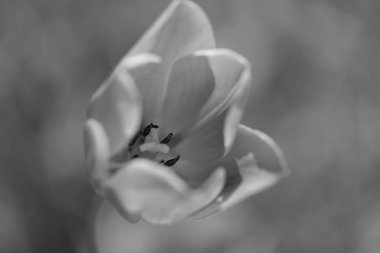 Bulanık yeşil arkaplanda pembe lale, alanın sığ derinliğine dikkat edin.