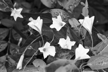 Doğadaki narin yosun çiçekleri, sığ tarlanın derinliğine dikkat edin.