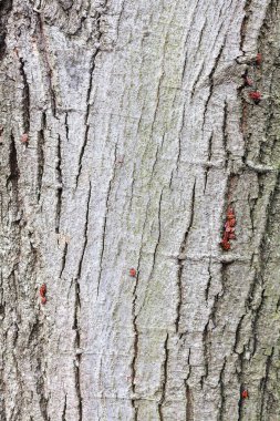 Not alan sığ derinliği bir ağaç kabuğu üzerinde kırmızı begbugs