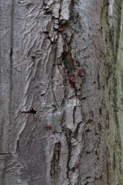 Not alan sığ derinliği bir ağaç kabuğu üzerinde kırmızı begbugs